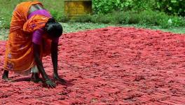 Firecracker Workers Tamil Nadu