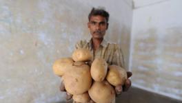 Against Gujarat Potato Farmers