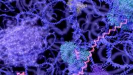 Translation of Genes to Proteins is More Complex than Previously Thought