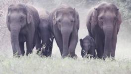 Odisha Govt Remains Apathetic as Safety of Elephants in Peril, Numbers Continue to Fall