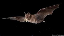 What Influences Spillover of Viruses From Birds and Animals to Humans?