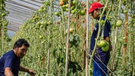 Food Sovereignty in Argentina