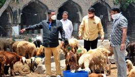 Bakrid: Animal Traders Seek Compensation from Maha Govt for Losses
