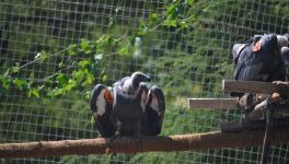 India Finally Re-introduces Critically Endangered Vultures into the Wild