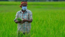 Maharashtra Farmers Oppose Slash in Compensation for Land Acquisition