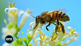 An EU Double Standard With Massive Impact on the Global Environment