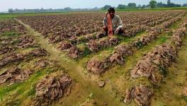 Farmer Jagannath Ghose at Narayanpur village under Patrasayer Block has not received insurance money, despite his cauliflower crop destroyed by hailstorm.
