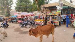 Food stalls in Dabli Rathan (Photo - Amarpal Singh Verma, 101Reporters)