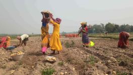 Farm labourers and farmers harvesting potatoes at Raybaghini village of Kutulpur Block, Bankura.
