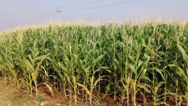 Maize fields on the outskirts of Bommanahal (Photo - Paul Babu, 101Reporters).