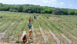 Women working in the nursery beds (Photo - Rakhi Ghosh, 101Reporters)