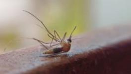 Gadchiroli grapples with the deadly consequences of malaria (Photo - Representative images from Pixahive)