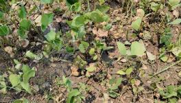 Moong crop damages in Bhopal (Photo - Sanavver Shafi, 101Reporters).