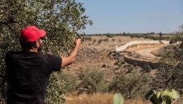 Harvest in Palestine. Photo: Maria Silva