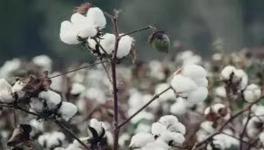 cotton