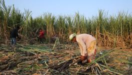 The migrant women cane cutting labour workers working in the western part of the Maharashtra state. They have to cut and tie the cane and carry on head to the tractor in harsh conditions (Photo - Abhijeet Gurjar, 101Reporters)