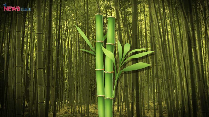 New Law Says Bamboo Growing On Non-Forest Lands Is Not ‘Tree’