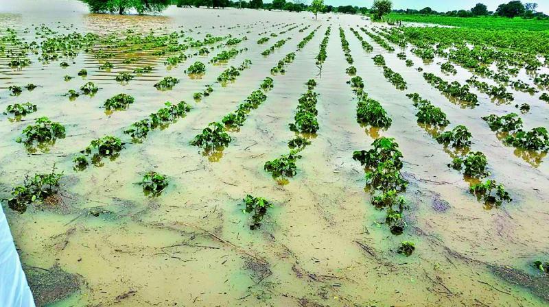 Unseasonal Rainfall Causes Severe Crop Damage Across States