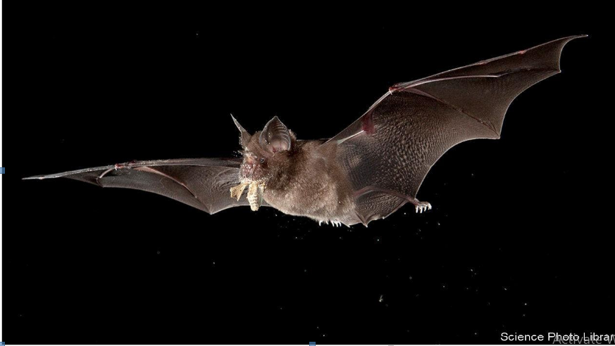 What Influences Spillover of Viruses From Birds and Animals to Humans?