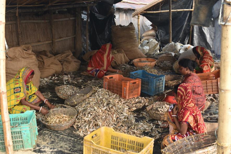 Women workers sorting dried fish before packing.
