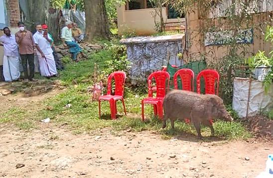 Kerala, LDF, wild boar, vermin, Pinarayi Vijayan, left democratic front, AK Saseendran, Bhupender Yadav, forests, agricultural land, farmland, crop destruction, culling