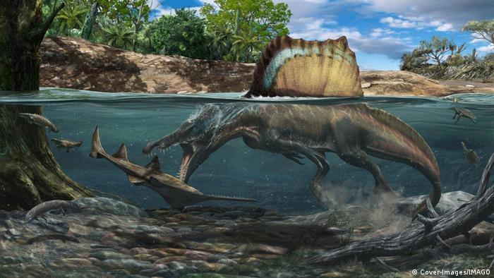 The Spinosaurus may have had paddle-like webbed feet and a fin-like tail