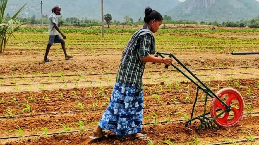 A woman farmer using cycle weeder in her farm in Parvathipuram under Manyam district of Andhra Pradesh (Photo - Abhijit Mohanty, 101Reporters).