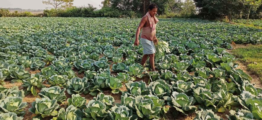 Ranjit Malla a farmers of Bhadul village of Bankura 2 Block cultivated cabbage with a loan from money lender