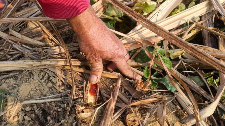 Red rot disease in sugarcane (Photo - Ramji Mishra, 101Reporters)