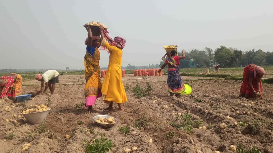 Farm labourers and farmers harvesting potatoes at Raybaghini village of Kutulpur Block, Bankura.
