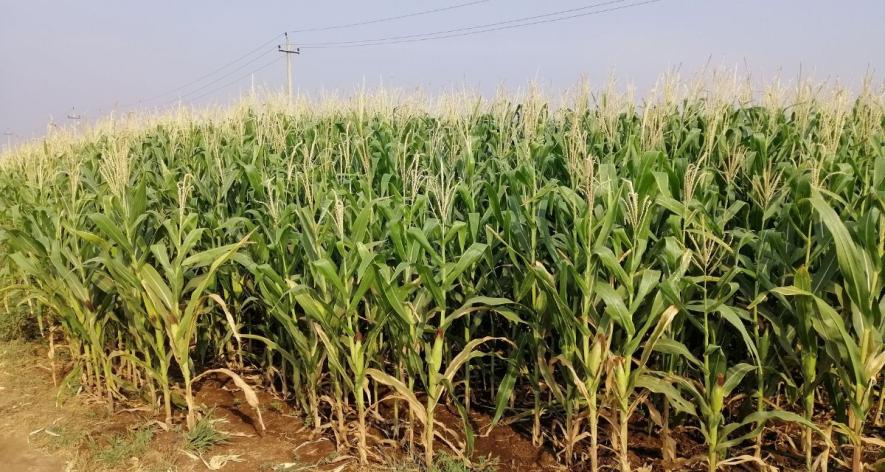 Maize fields on the outskirts of Bommanahal (Photo - Paul Babu, 101Reporters).