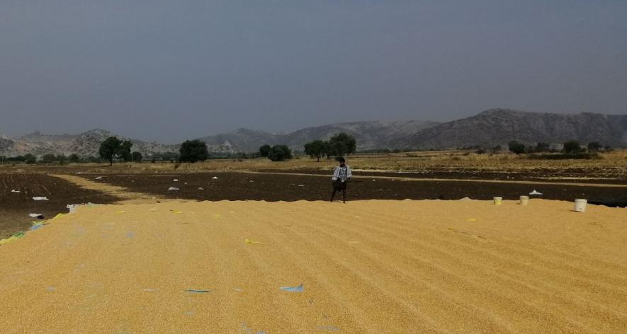 A farmer sun-dries maize on black cotton soil in Bommanahal (Photo - Paul Babu, 101Reporters)