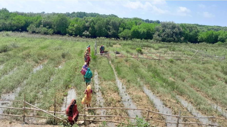 Women working in the nursery beds (Photo - Rakhi Ghosh, 101Reporters)