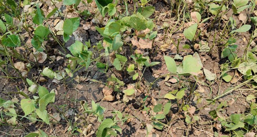 Moong crop damages in Bhopal (Photo - Sanavver Shafi, 101Reporters).