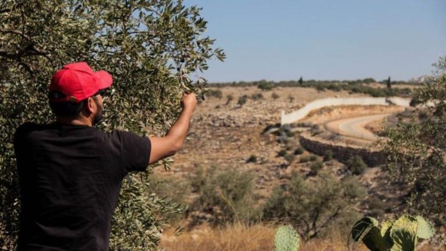 Harvest in Palestine. Photo: Maria Silva