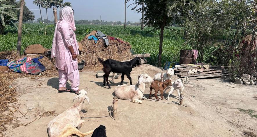 Afsana Khatoon surrounded by her goats with her family's farm in the background (Photo - Yash Sadhak Shrivastava, 101Reporters).