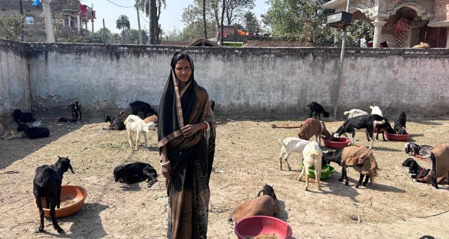 Babita Kumari standing with the goats (Photo - Yash Sadhak Shrivastava, 101Reporters)
