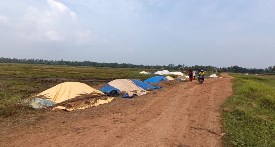 Paddy after 13 days of harvest, waiting to be picked up (Photo - Nisha Matamp, 101Reporters)