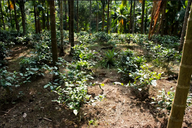 Betel nut and tea plantations