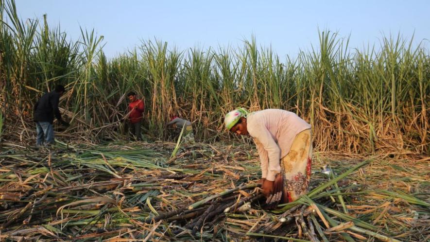 The migrant women cane cutting labour workers working in the western part of the Maharashtra state. They have to cut and tie the cane and carry on head to the tractor in harsh conditions (Photo - Abhijeet Gurjar, 101Reporters)