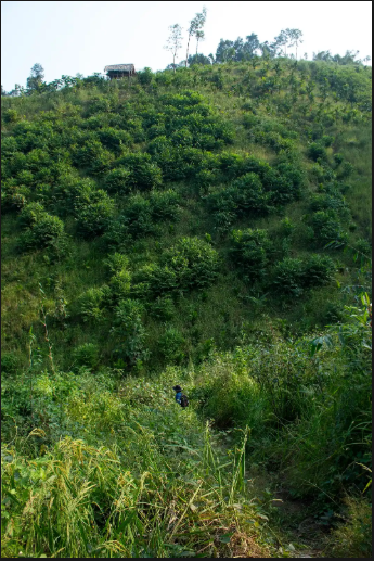 Tado Lekthepi’s Jhum field and her ChangTangi.