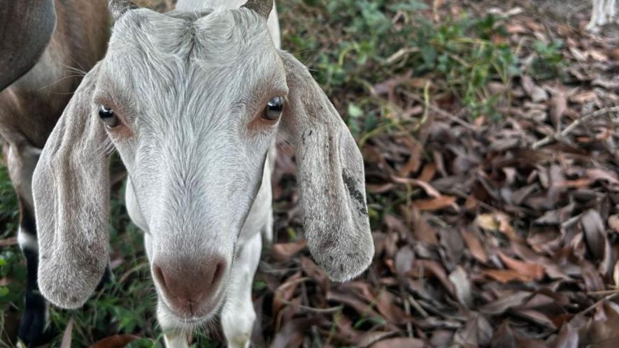 A goat gazes at the camera while two women goat rearers discuss their issues (Photo - Yash Sadhak Shrivastava, 101Reporters)