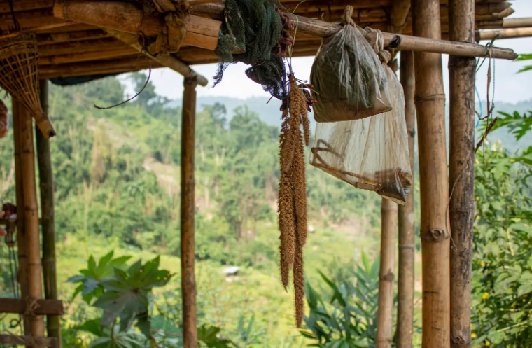 Tado Lekthepi’s seed bank