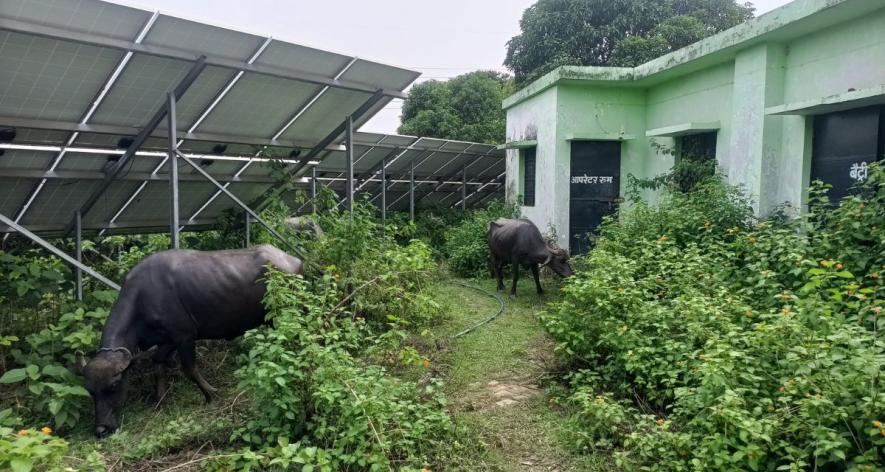 The defunct grid at Patabozh has now become a grazing ground (Photo - Ramji Mishra, 101Reporters).