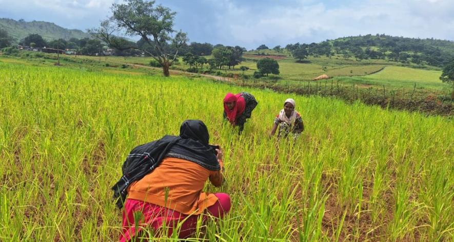Women farmers working in the finger millet fields (Photo - Prativa Ghosh, 101Reporters).