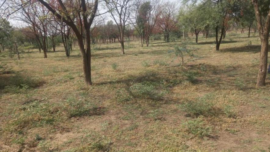 The forest around the temple, it is a dense green forest with stable water levels (Photo - Kshitiz Gaur, 101Reporters)