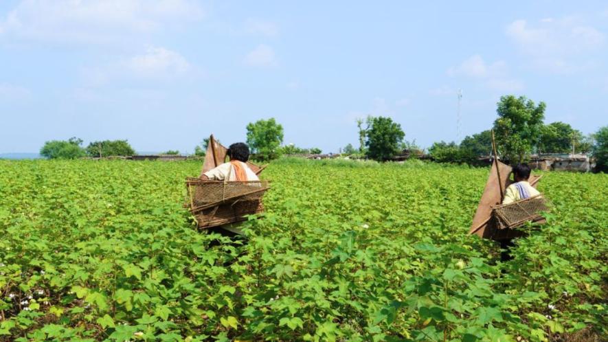 Namdev Pawar hunting birds in farmland, with his nets folded at back (Photo- Azib Ahmed, 101Reporters).